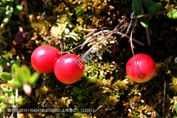 野生越橘（越桔oxycoccus）