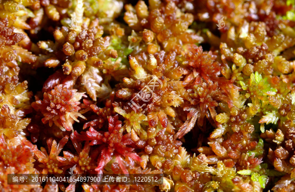 泥炭蘚capillifolium；急性闊葉Peat,Moss