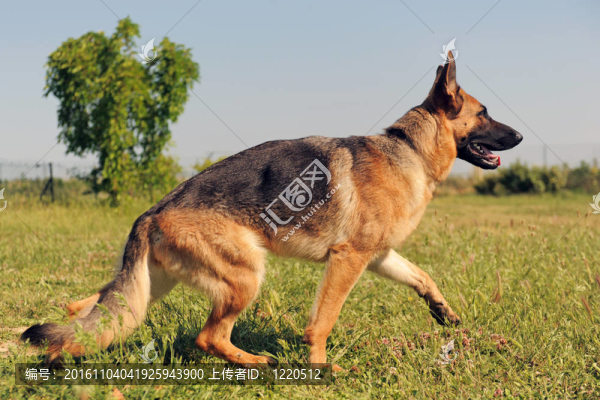 德國(guó)牧羊犬
