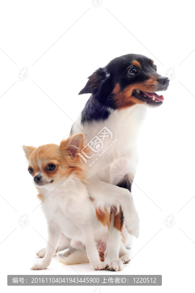 奇瓦瓦和jack,russel梗小狗