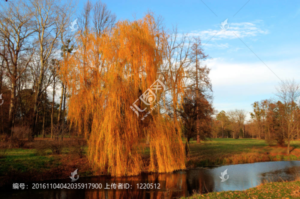 Willow,tree（塞利克斯）的一個公園中的夕陽溫暖的顏色；力山里亞公園；Bila,Tserkv