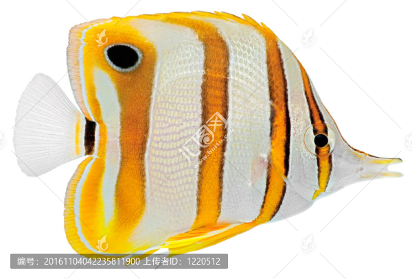 銅帶蝴蝶魚(yú)