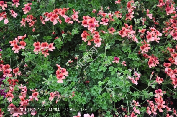 天竺葵