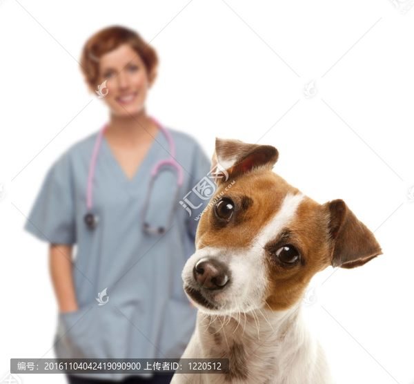 杰克羅素梗和女獸醫(yī)的背后