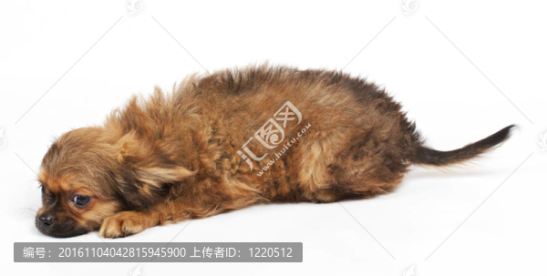 一個(gè)可愛的純種狗奇瓦瓦在白色背景前的肖像