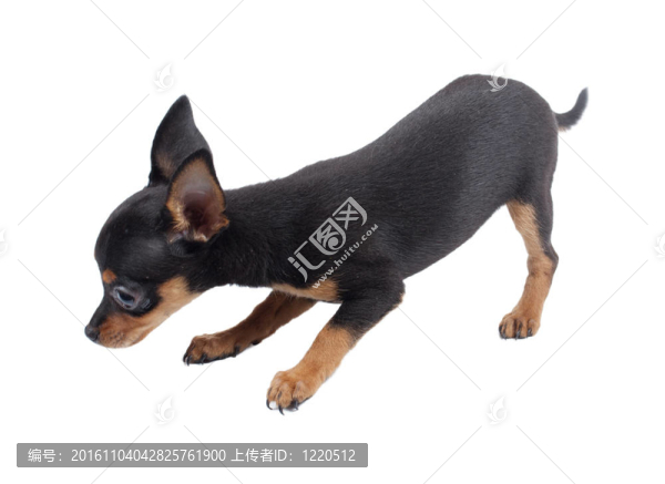 俄羅斯玩具獵犬在白色背景