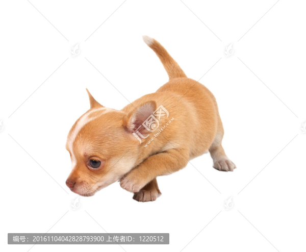一個可愛的純種狗奇瓦瓦在白色背景前的肖像