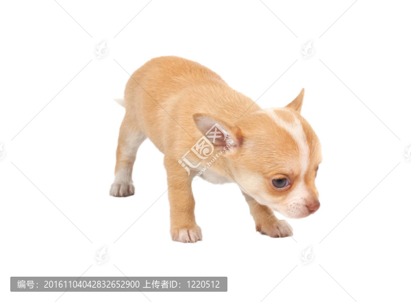 一個可愛的純種狗奇瓦瓦在白色背景前的肖像