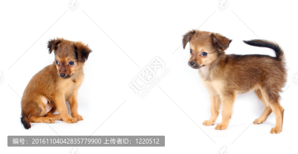 搞笑小狗奇瓦瓦的姿勢