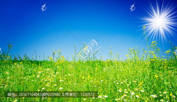 驚人的camomiles；陽光和藍(lán)天。