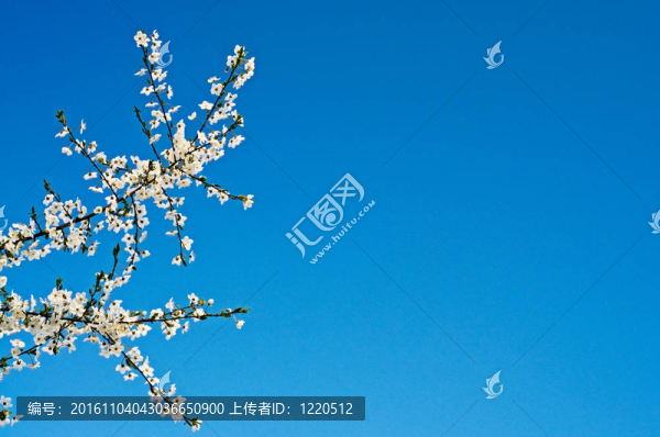奇妙的梅花。