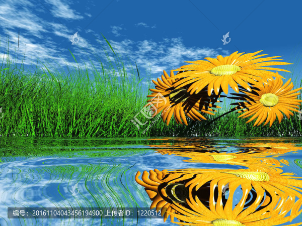 沿著一個(gè)倒影湖Gerbera,daisy