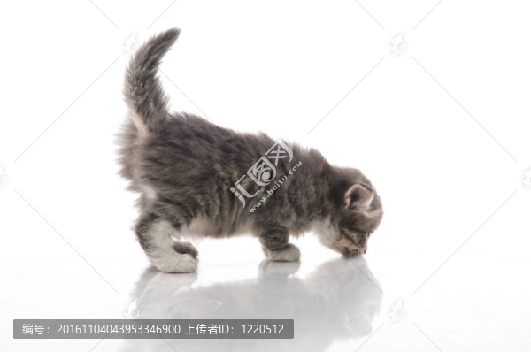 毛茸茸的小貓