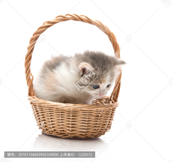 小可愛的小貓