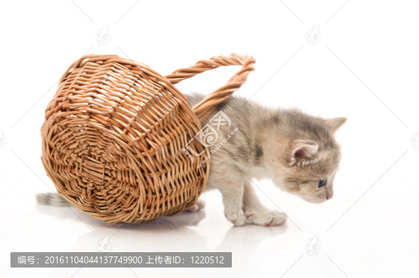 小可愛的小貓