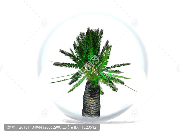 氣泡中的棕櫚樹(shù)