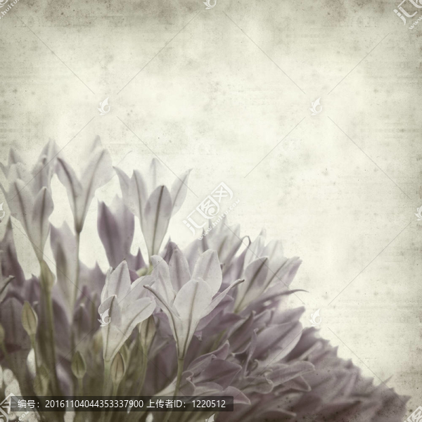 紋理的舊紙的背景與Brodiaea；