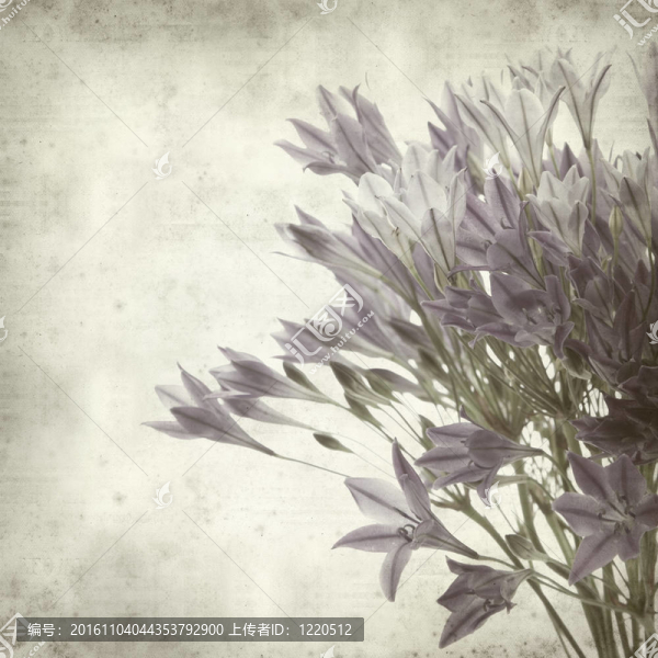 紋理的舊紙的背景與Brodiaea；