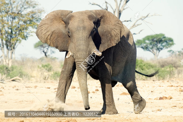非洲大象（Loxodonta,africana）