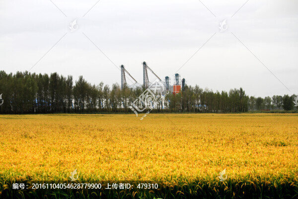 水稻田,稻子,稻田,稻穗