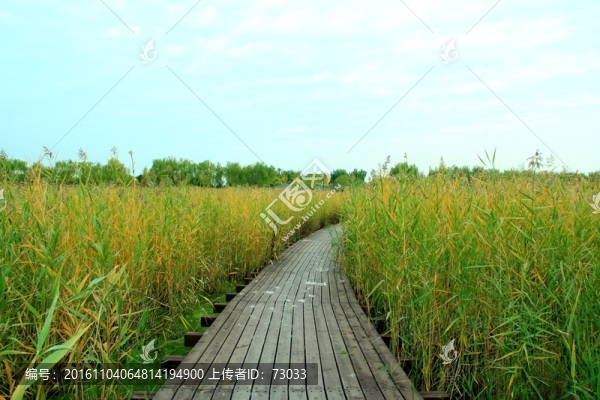 蘆葦木棧道