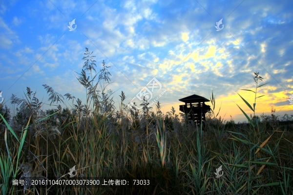 濕地木塔