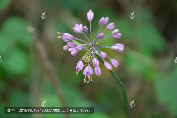 梭沙韭花