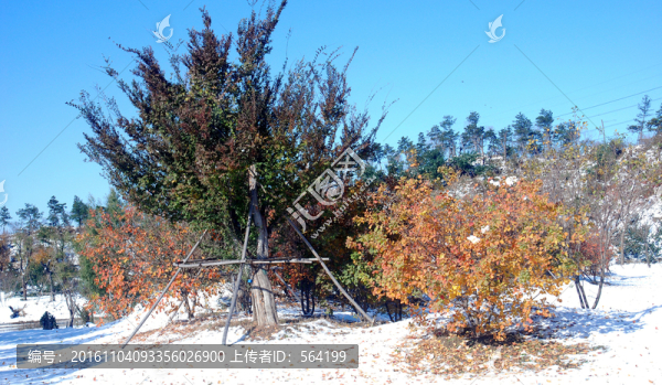 北京奧林匹克森林公園雪地紅葉