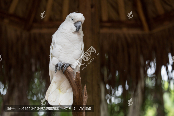 澳大利亞鳳頭鸚鵡