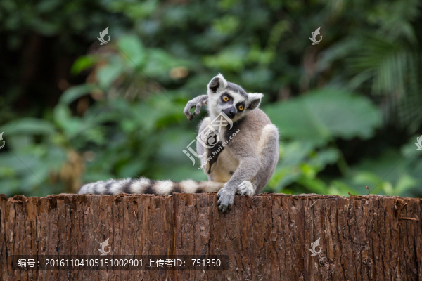 環(huán)尾狐猴特寫