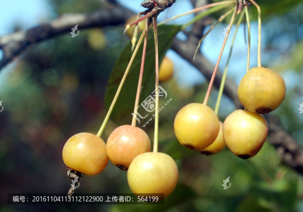 秋天的海棠果