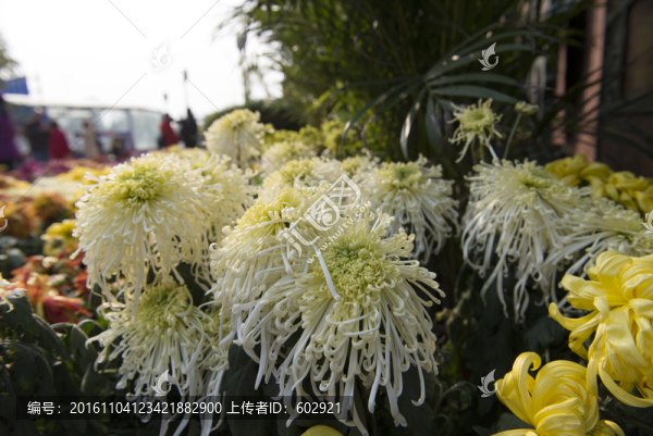 花團錦簇