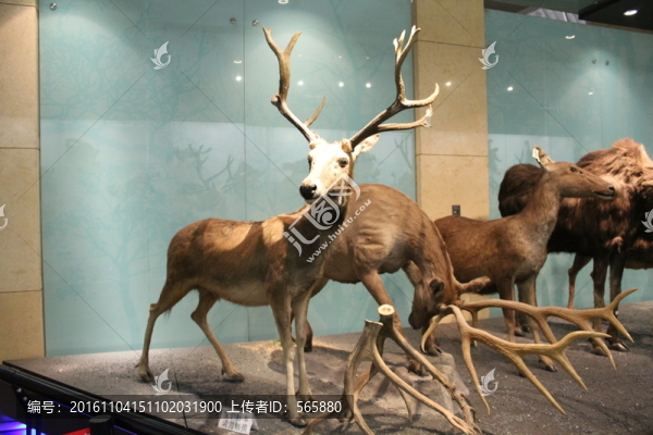 麋鹿標(biāo)本