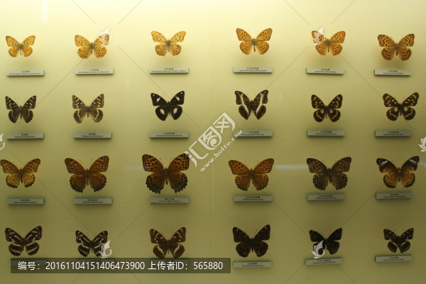 中國(guó)蝴蝶,標(biāo)本展示墻