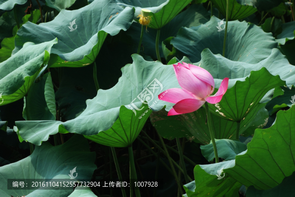 東湖秋荷