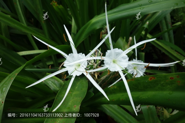 水鬼蕉