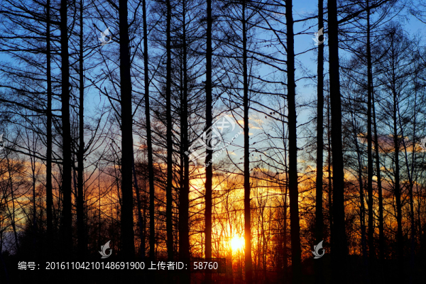 樹林日落