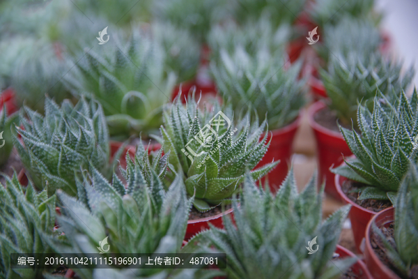 多肉植物