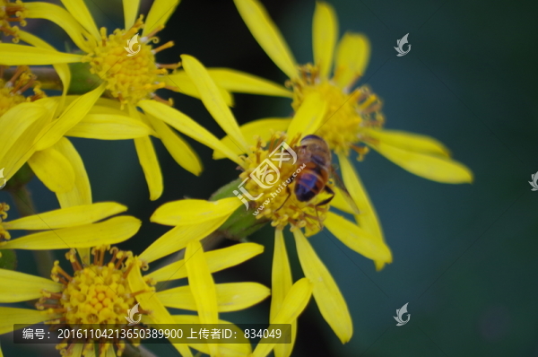 蜜蜂采蜜