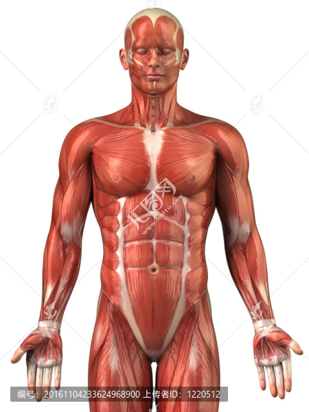 人肌系統(tǒng)解剖前視圖