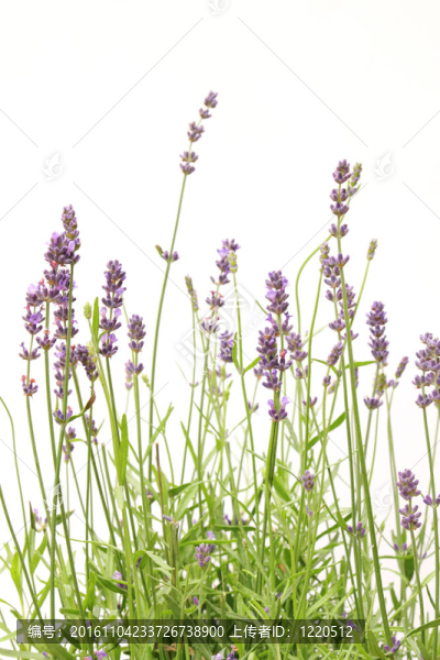 熏衣草花