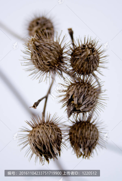 干牛蒡頭