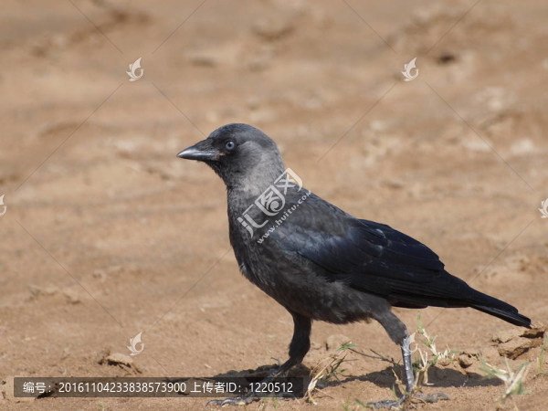 穴鳥；Corvus,monedula