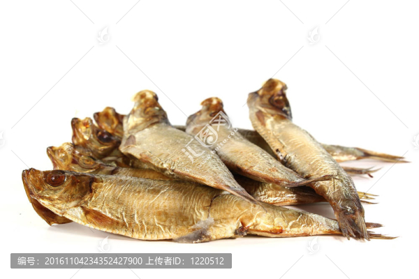 鯡魚