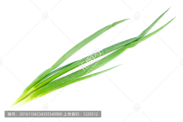 白鮮洋蔥
