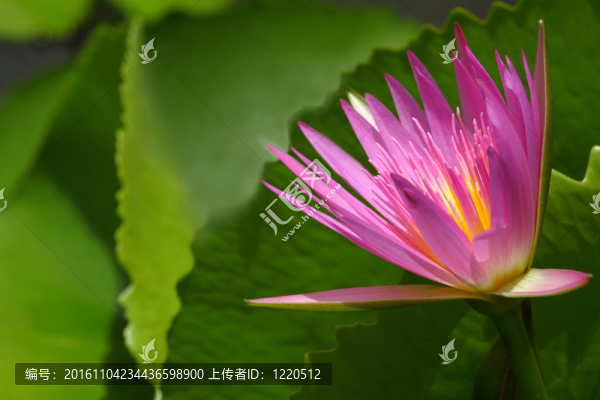 粉紅的荷花