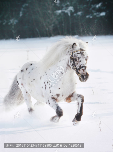 阿帕盧薩馬雪