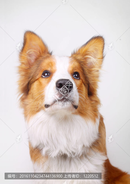 邊境牧羊犬
