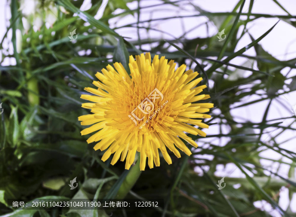 具有春葉的組合物
