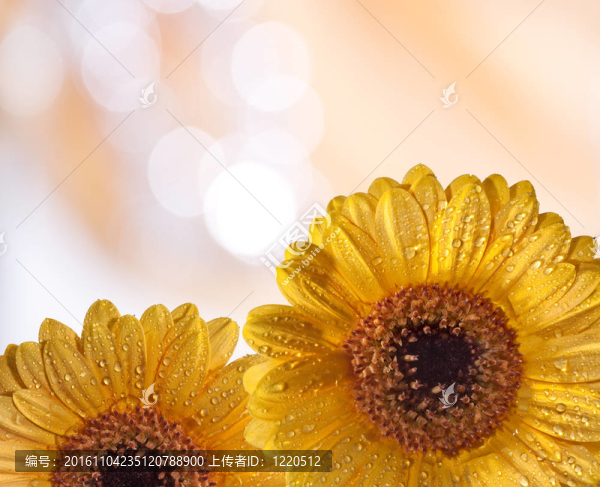 黃太陽(yáng)菊